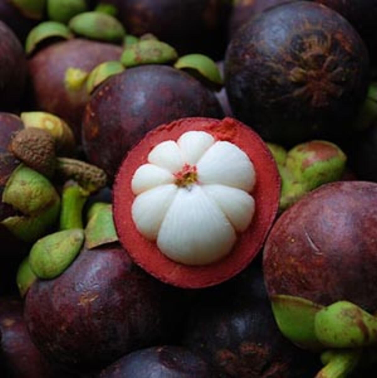 XanGo Reserva
